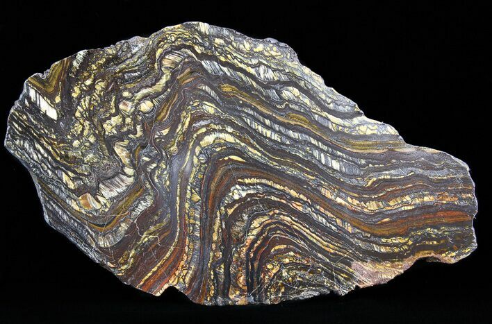 Polished Tiger Iron Stromatolite - ( Billion Years) #40453